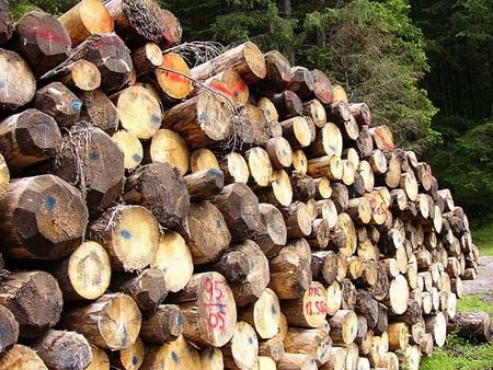 Factorverde apuesta por la bioenergía en Chile