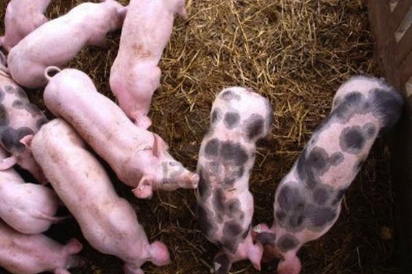 Biodigestión de purines