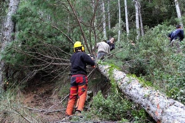limpieza bosques