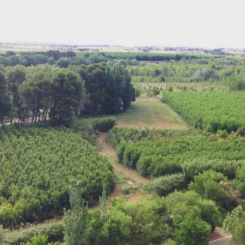 Forestalia incorporará estudios de benzopireno en los proyectos de biomasa