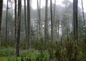 Forests and energy