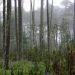 Forests and energy