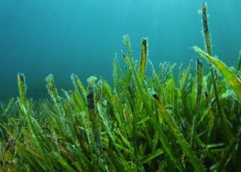 Marine biomass
