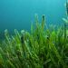 Marine biomass