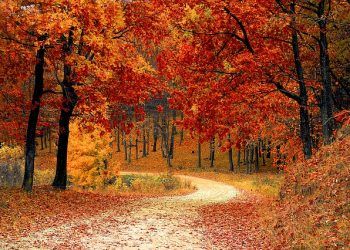 bosques europeos