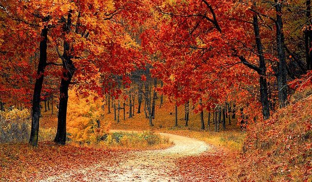 bosques europeos