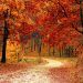 bosques europeos