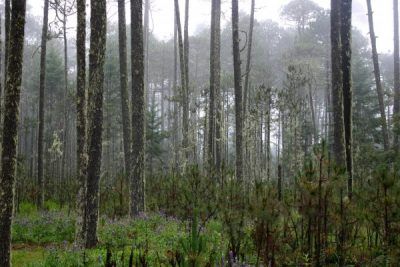 Forests and energy