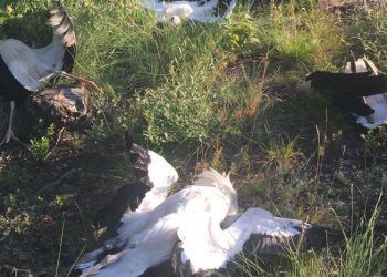 aves electrocutadas