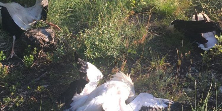 aves electrocutadas