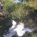 aves electrocutadas