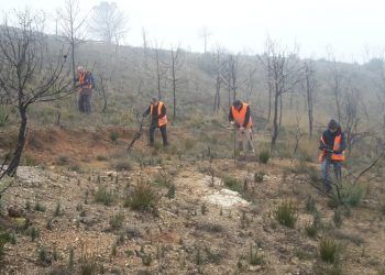 siembra forestal
