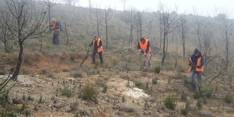 siembra forestal