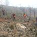 siembra forestal