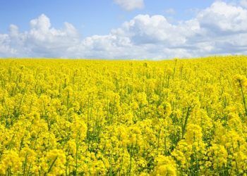 industria del biodiésel UE
