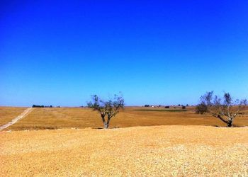 desertificación y degradación del suelo