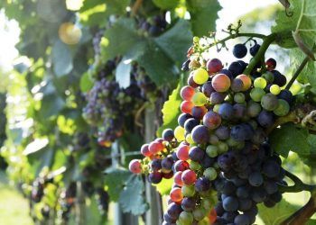 biocombustible de residuos del vino