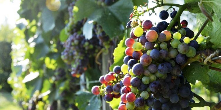 biocombustible de residuos del vino