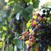 biocombustible de residuos del vino