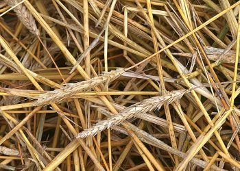 paja de trigo