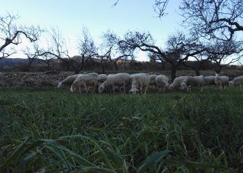 Un pastor de Castellón busca ayuda para producir queso  ecológico con energía verde