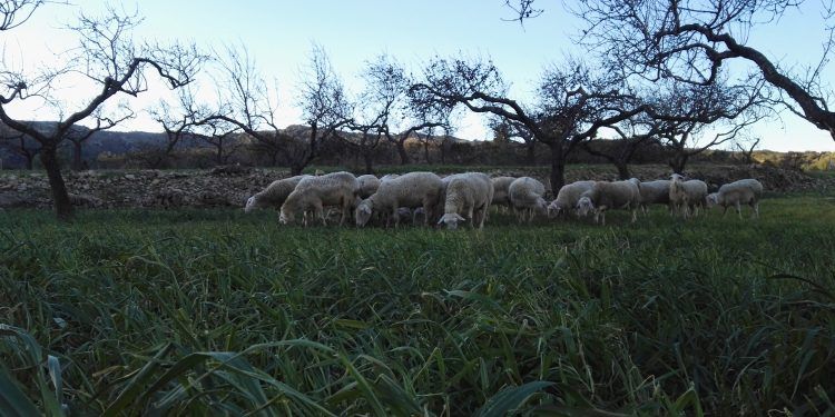 Un pastor de Castellón busca ayuda para producir queso  ecológico con energía verde