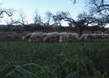 Un pastor valenciano fabricará queso con energía solar gracias al ‘crowdfunding’