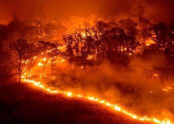Los incendios en los bosques de Siberia contribuyen significativamente al cambio climático