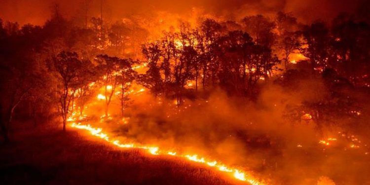 Los incendios en los bosques de Siberia contribuyen significativamente al cambio climático