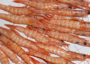 Un proyecto español utiliza cáscaras de gambas en el desarrollo de sistemas de almacenamiento para energías renovables