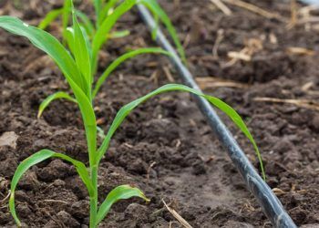Fenacore advierte que el incremento de tarifas energéticas pone en riesgo la supervivencia de agricultores de la comunidad de regantes.