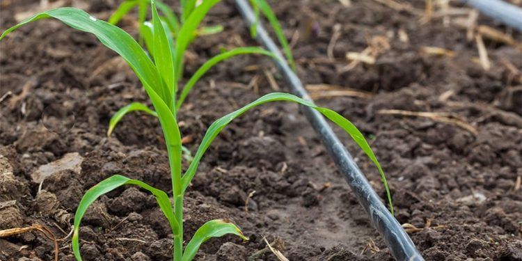 Fenacore advierte que el incremento de tarifas energéticas pone en riesgo la supervivencia de agricultores de la comunidad de regantes.