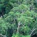 bosques