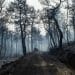 El Parlamento Europeo ha votado una resolución para que la UE se prepare mejor para adaptarse al cambio climático. Foto: © AFP / ANGELOS TZORTZINIS
