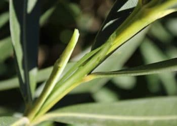 ¿Es posible conseguir energía renovable a partir de la savia de las plantas?