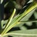 ¿Es posible conseguir energía renovable a partir de la savia de las plantas?