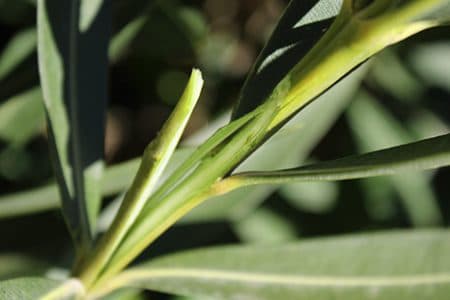 ¿Es posible conseguir energía renovable a partir de la savia de las plantas?