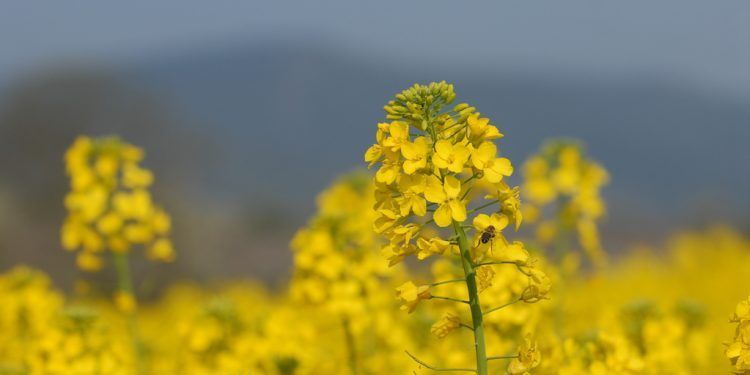 green tech valley