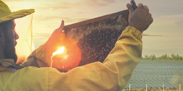 Endesa prueba colmenas solares en una planta fotovoltaica de Sevilla