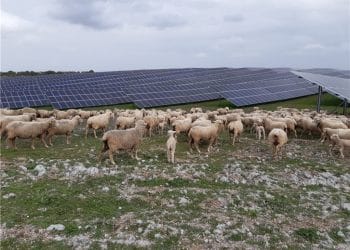 agrivoltaica