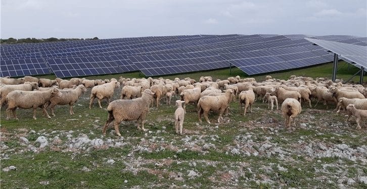 agrivoltaica