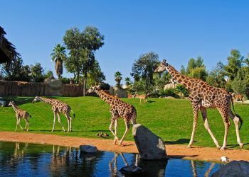 bioparc