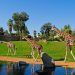 bioparc