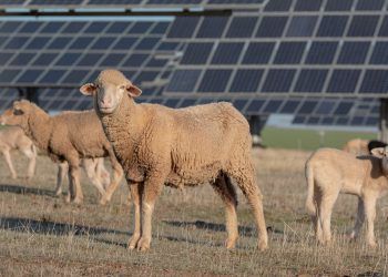 Volkswagen ‘trabaja’ con ovejas para mejorar el rendimiento de su planta solar de Chatanooga