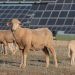Volkswagen ‘trabaja’ con ovejas para mejorar el rendimiento de su planta solar de Chatanooga