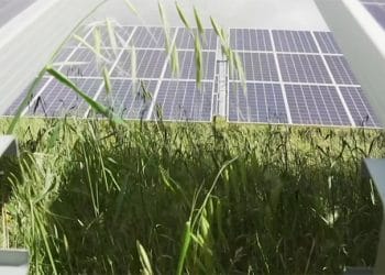 Planta solar de Iberdrola.