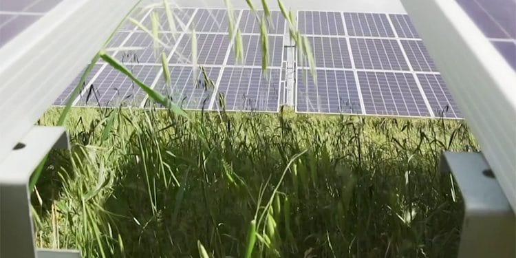 Planta solar de Iberdrola.