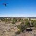 Iberdrola reforestará con semillas inteligentes los pueblos de España más comprometidos con la sostenibilidad