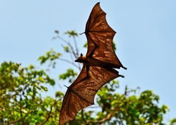 quirópteros