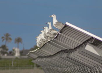 10 motivos por los que la energía solar protege la naturaleza
